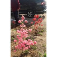 大量出售：映山紅！