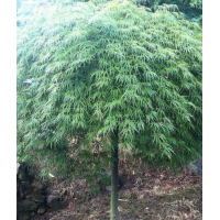 羽毛楓