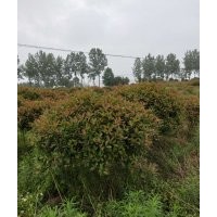 紅葉石楠