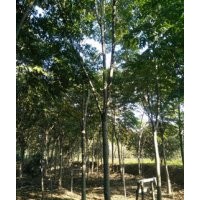 欒樹苗圃南京欒樹各種規(guī)格價格是多少