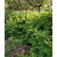 精選薔薇花貨源，暢購(gòu)無(wú)憂，好貨價(jià)低