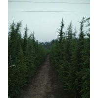 河南雪松基地