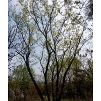 南京大量供應(yīng)20公分精品樸樹價格 23公分樸樹價格