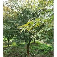 雞爪槭紅楓紅葉李無(wú)患子紅梅櫻花垂絲海棠出售