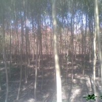 國槐 國槐基地 國槐小苗