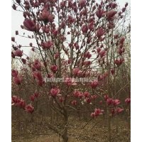 紅玉蘭,白玉蘭,,廣玉蘭,辛夷，嬌紅一號