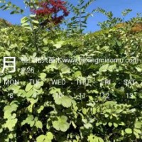 遼寧刺槐樹苗東北刺槐苗圖片遼寧刺槐苗刺槐小苗價格五角楓圖片