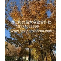 供應(yīng)遼寧五角楓遼寧刺槐苗遼寧燈臺子