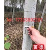 供應米徑5---16cm新疆楊