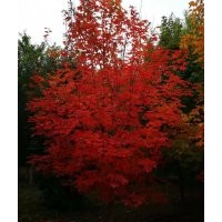 加拿大紅楓