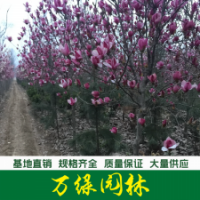 紫玉蘭