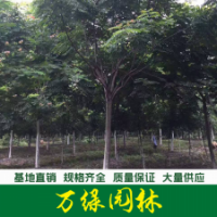欒樹