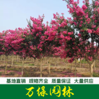 百日紅