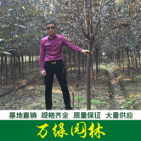 紫葉李
