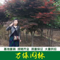 紅楓