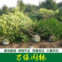 高桿紅葉石楠樹