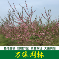 山桃樹