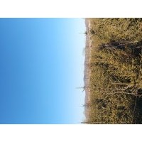 云杉 秋子樹