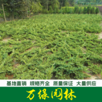 爬地柏