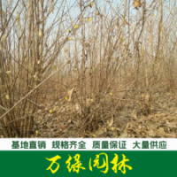 臘梅 叢生臘梅