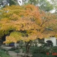 供大規(guī)格羽毛楓 櫻花 紅梅 雞爪槭 紅楓 海棠 桂花