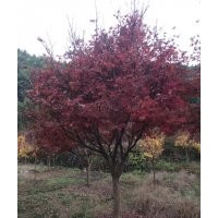 5-25公分紅楓