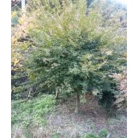 雞爪槭，垂絲海棠，櫻花，紅梅，茶花