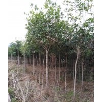 二公分桂花樹(shù)