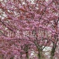 出售觀花喬木巨紫荊5、6、7公分