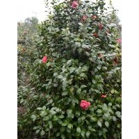 出售山茶花