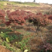 大規(guī)格雞爪槭紅楓紅梅羅漢松羽毛楓三角楓櫻花出售
