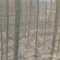 金絲柳產地直銷2-15公分的苗子，物好價廉