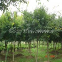 雞爪槭產(chǎn)地直銷雞爪槭苗，品種優(yōu)、售價低