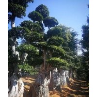 漳浦綠源花木造型小葉榕樁頭金錢(qián)榕樹(shù)樁三角梅上半年價(jià)格