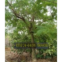 藍(lán)花楹..質(zhì)優(yōu)價廉，基地直銷，種植基地，量大從優(yōu)，采購中心，大
