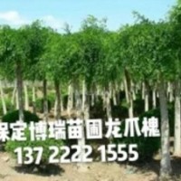 龍爪槐價格，金葉槐報價，黃金槐基地，紅楓