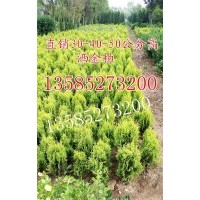 灑金柏價格表高度30-40公分灑金柏色塊苗灑金柏球