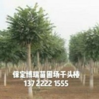 千頭椿價格，紅葉椿報價，金葉榆基地，河北龍爪槐