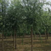 饅頭柳