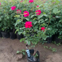 薔薇苗