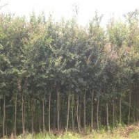 產(chǎn)地直銷3公分的紫薇花，大量貨源