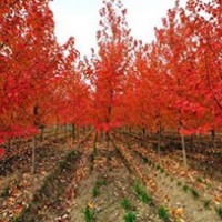 供應紅楓，美國紅楓，紅楓秋火焰，各種規(guī)格紅楓