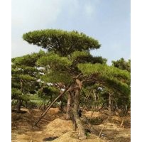 供應(yīng)造型泰山景松，樹形好