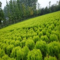 40公分灑金柏小苗的批發(fā)價格