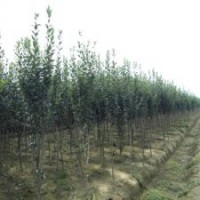 產(chǎn)地直銷8公分西府海棠，批發(fā)價275元