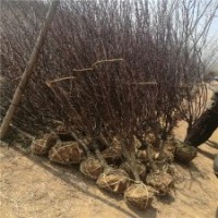 地徑8公分榆葉梅樹的報(bào)價(jià)是245元