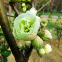 綠梅與紅梅哪個(gè)好養(yǎng)，價(jià)格又低？