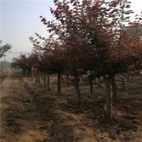 基地12公分美人梅樹的報(bào)價(jià)，物美價(jià)廉