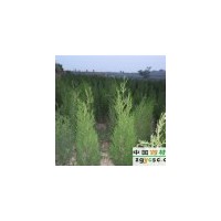 占地側(cè)柏 占地蜀儈