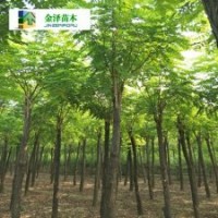 河北紅花刺槐-紅花刺槐供應(yīng)商-10公分紅花刺槐